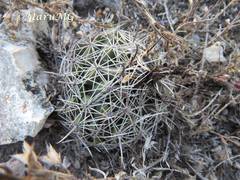 Coryphantha delicata