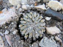 Pelecyphora aselliformis