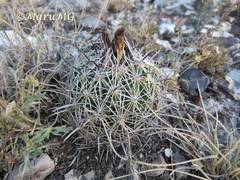 Coryphantha delicata