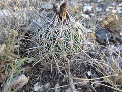 Coryphantha delicata