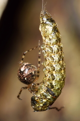Theridion zantholabio