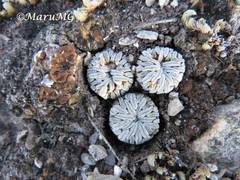 Pelecyphora aselliformis