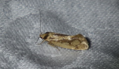 Scoliocheta ergatis
