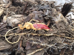 Arthurdendyus testaceus