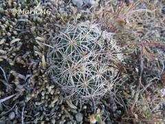 Coryphantha delicata