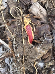 Arthurdendyus testaceus