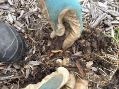 Arthurdendyus testaceus