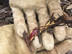 Arthurdendyus testaceus