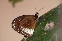 Euploea eichhorni