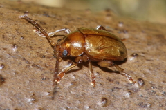 Eucolaspis brunnea