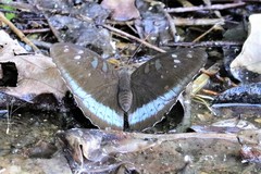 Tanaecia whiteheadi