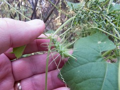 Echinopepon wrightii