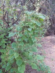 Echinopepon wrightii