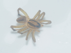 Lycosidae