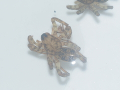 Lycosidae