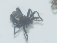 Lycosidae