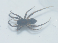 Lycosidae