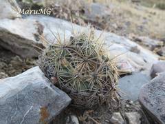 Coryphantha echinoidea