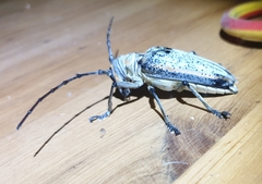 Rosenbergia megalocephala
