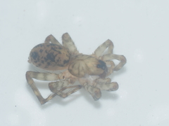 Lycosidae