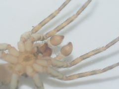 Lycosidae