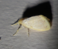 Euproctis fimbriata