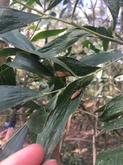 Parisopalpus nigronotatus