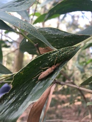 Parisopalpus nigronotatus