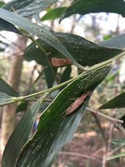 Parisopalpus nigronotatus