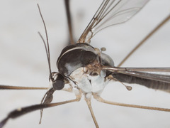 Bittacomorpha clavipes