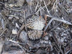 Pelecyphora aselliformis