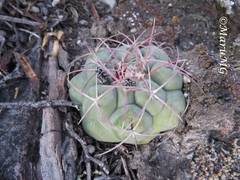 Thelocactus hexaedrophorus hexaedrophorus