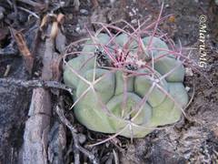 Thelocactus hexaedrophorus hexaedrophorus