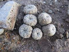 Pelecyphora aselliformis