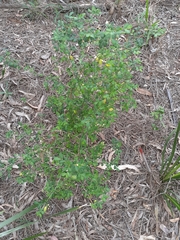 Synostemon albiflorus
