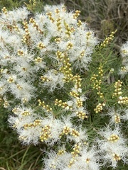 Melaleuca alternifolia