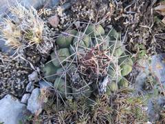 Thelocactus hexaedrophorus hexaedrophorus
