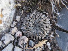 Pelecyphora aselliformis