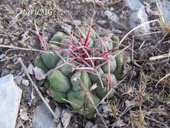 Thelocactus hexaedrophorus hexaedrophorus