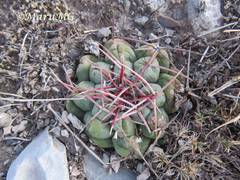 Thelocactus hexaedrophorus hexaedrophorus