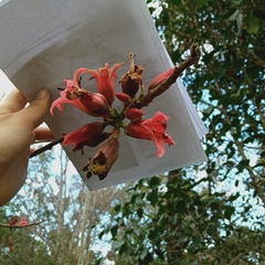Brachychiton bidwillii