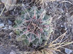 Thelocactus hexaedrophorus hexaedrophorus