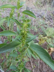 Acalypha neomexicana