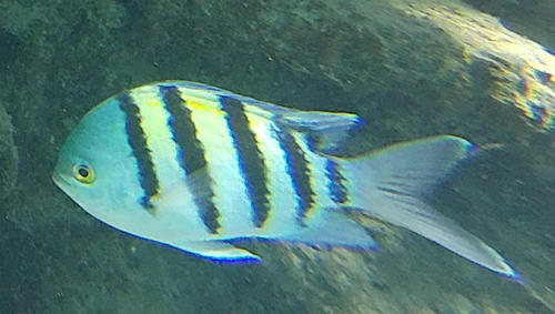 Indo-Pacific Sergeant Major — seen at this dive site