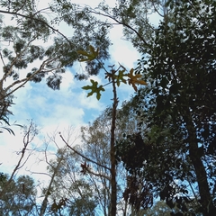 Brachychiton bidwillii