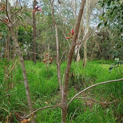 Brachychiton bidwillii