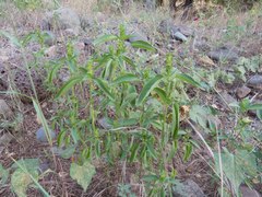 Acalypha neomexicana