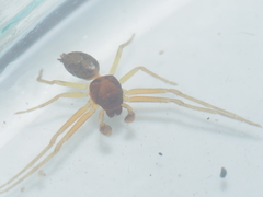 Thomisidae