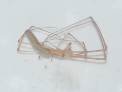 Tetragnatha