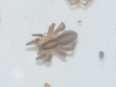 Lycosidae